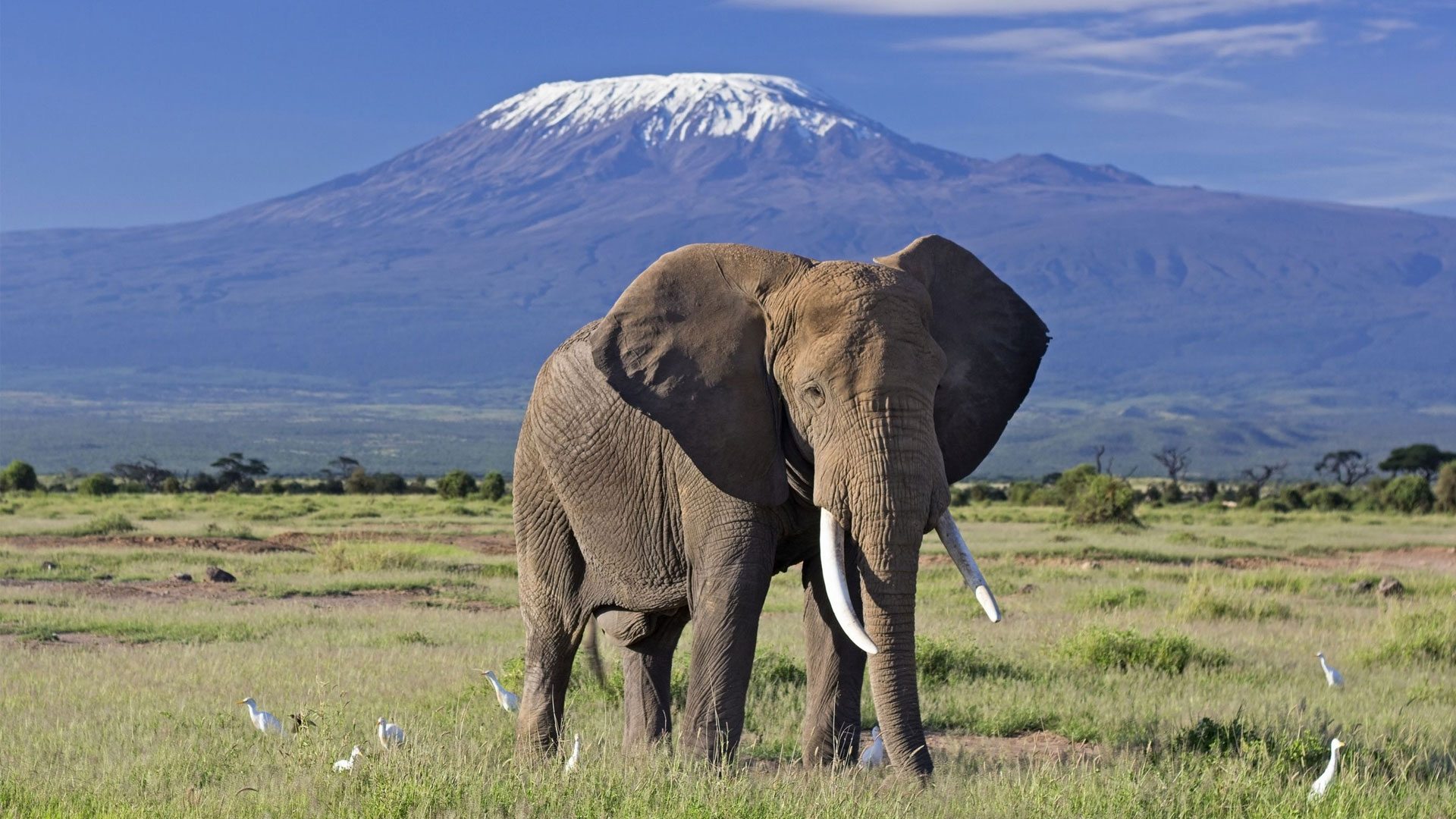 Amboseli Classic Safari