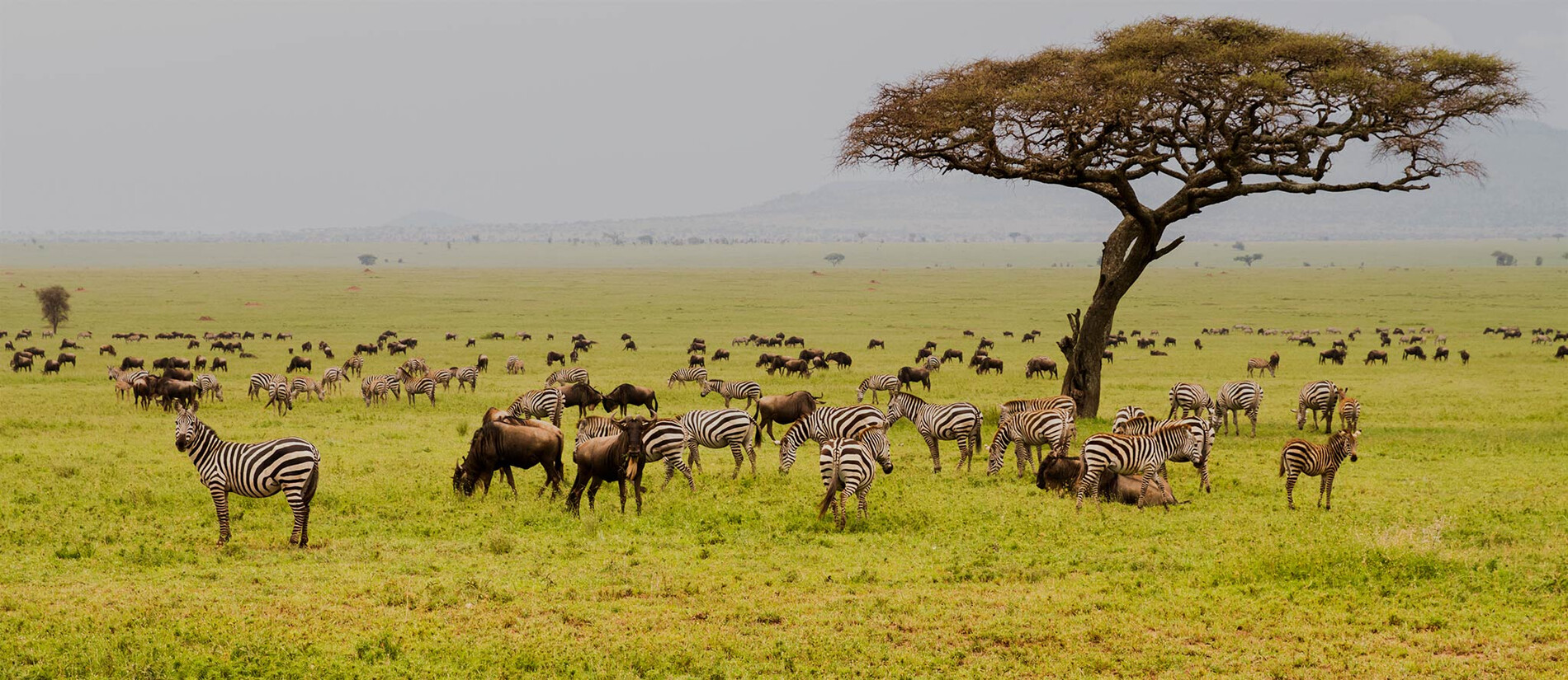 Serengeti